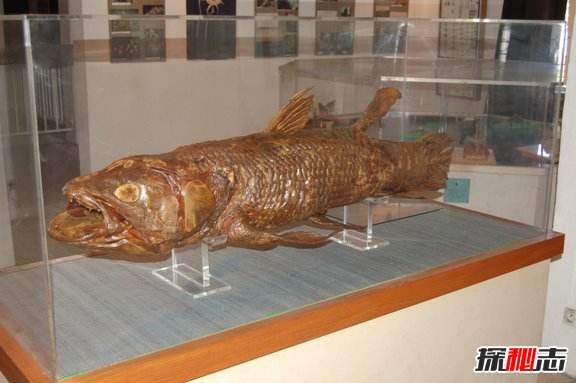 世界上最稀有的六種魚,第二名亮瞎狗眼,海里的魚還能噴火