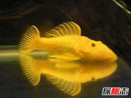 世界上最稀有的六種魚,第二名亮瞎狗眼,海里的魚還能噴火