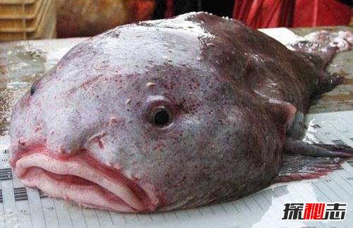 世界上最稀有的六種魚,第二名亮瞎狗眼,海里的魚還能噴火