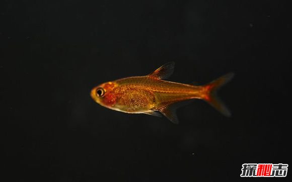 世界上最稀有的六種魚,第二名亮瞎狗眼,海里的魚還能噴火