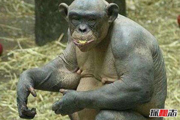 神秘動物青蛙