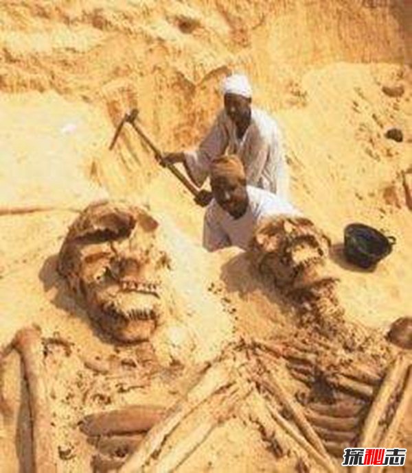 古代有巨人嗎,中外都挖出過古巨人遺骸