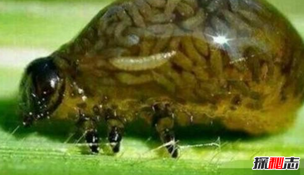 ʲôǯ\g?عŴЋDg(а֮һ)