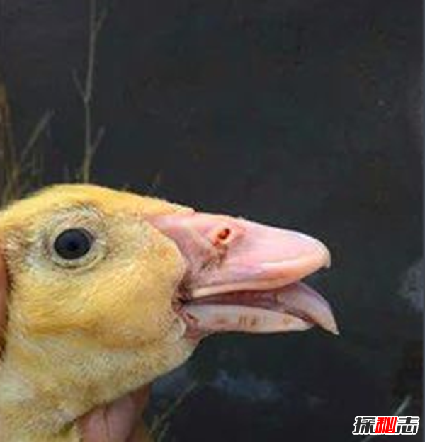 什么是鴨大舌病?鴨大舌病的預(yù)防和治療(夏季發(fā)病率極高)