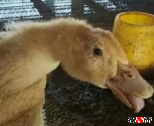 什么是鴨大舌病?鴨大舌病的預(yù)防和治療(夏季發(fā)病率極高)