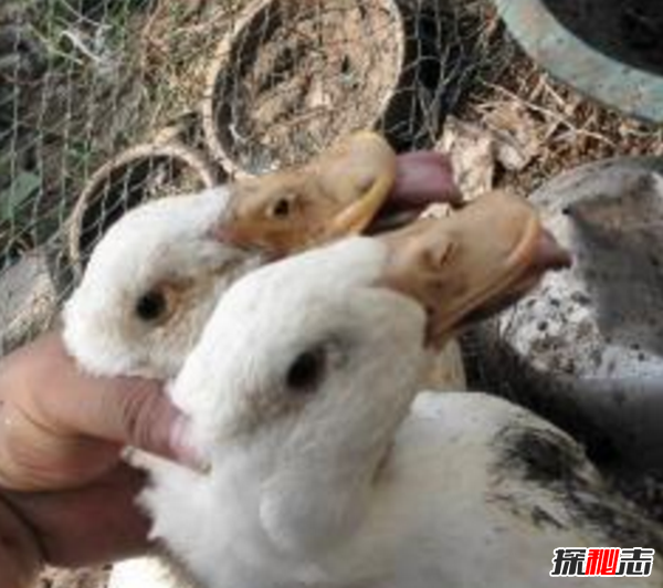 什么是鴨大舌病?鴨大舌病的預(yù)防和治療(夏季發(fā)病率極高)