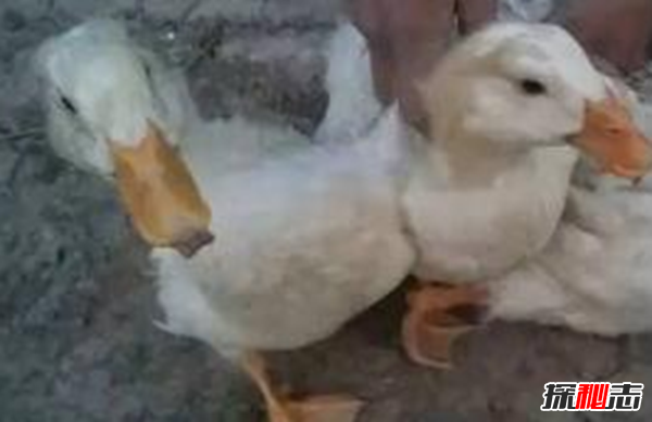 什么是鴨大舌病?鴨大舌病的預(yù)防和治療(夏季發(fā)病率極高)
