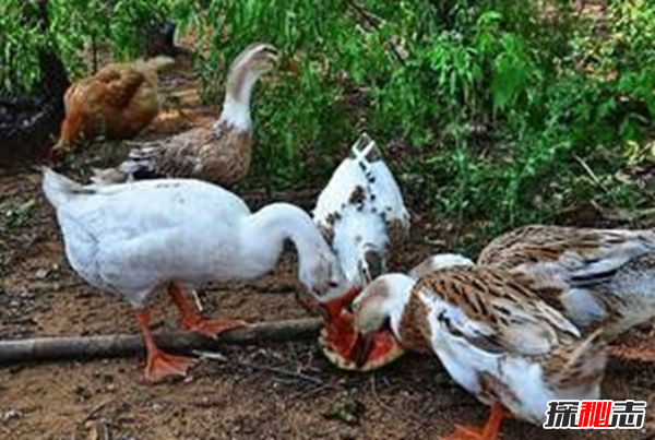 什么是鴨大舌病?鴨大舌病的預(yù)防和治療(夏季發(fā)病率極高)