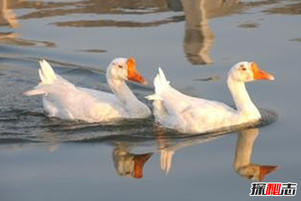 什么是鴨大舌病?鴨大舌病的預(yù)防和治療(夏季發(fā)病率極高)