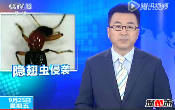 硫酸蟻是什么?怎樣預(yù)防硫酸蟻(發(fā)育完全變態(tài)夏秋最為常見)