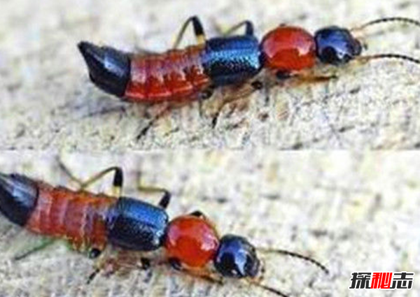 硫酸蟻是什么?怎樣預(yù)防硫酸蟻(發(fā)育完全變態(tài)夏秋最為常見)