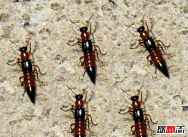 硫酸蟻是什么?怎樣預(yù)防硫酸蟻(發(fā)育完全變態(tài)夏秋最為常見)