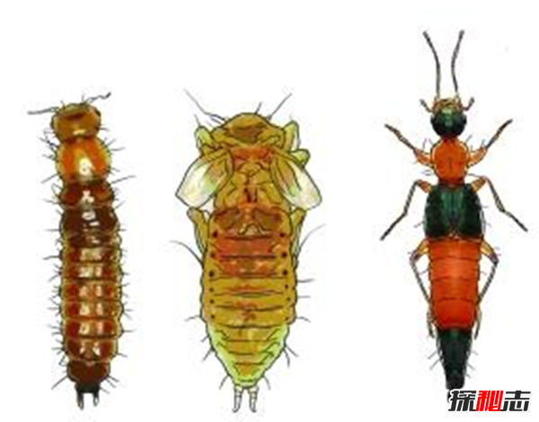硫酸蟻是什么?怎樣預(yù)防硫酸蟻(發(fā)育完全變態(tài)夏秋最為常見)