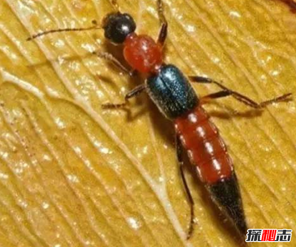 硫酸蟻是什么?怎樣預(yù)防硫酸蟻(發(fā)育完全變態(tài)夏秋最為常見)