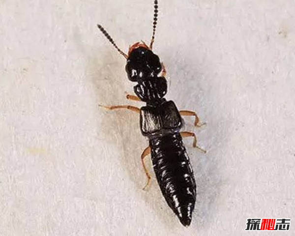 硫酸蟻是什么?怎樣預(yù)防硫酸蟻(發(fā)育完全變態(tài)夏秋最為常見)