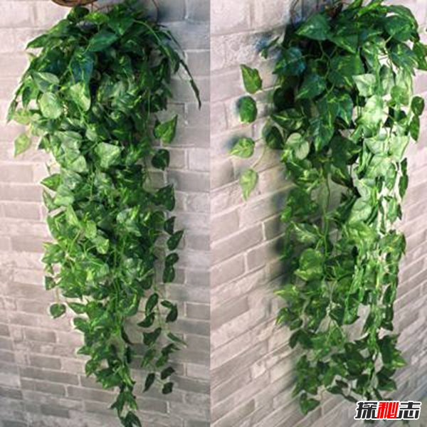 家有10種東西必破財(cái),揭秘家里一定不能放的東西