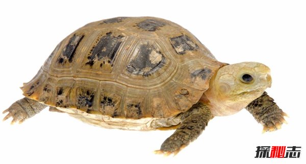 動(dòng)物界十大不死之身,燈塔水母無限返老還童