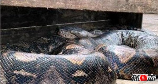 動(dòng)物界十大不死之身,燈塔水母無限返老還童