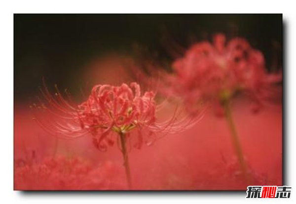 傳說彼岸花在冥界入口,揭秘彼岸花為什么叫死人花