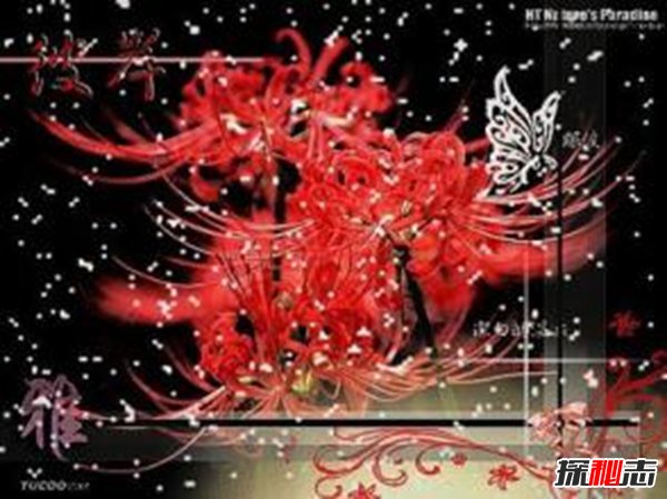 傳說彼岸花在冥界入口,揭秘彼岸花為什么叫死人花