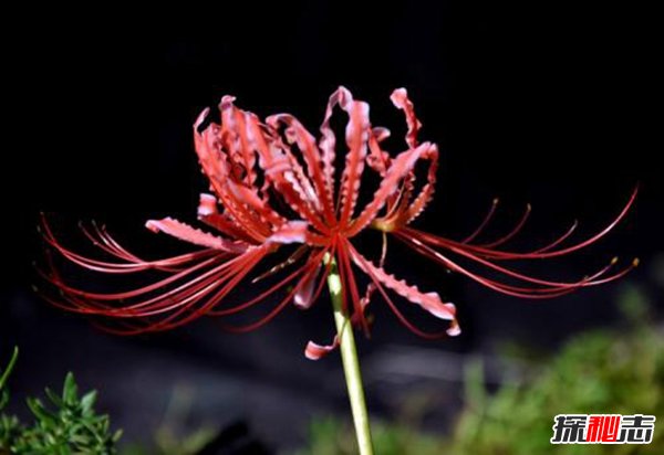 傳說彼岸花在冥界入口,揭秘彼岸花為什么叫死人花
