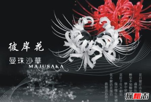 傳說彼岸花在冥界入口,揭秘彼岸花為什么叫死人花