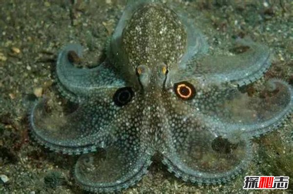 章魚(yú)會(huì)進(jìn)化出文明嗎,章魚(yú)將會(huì)建立自己的帝國(guó)