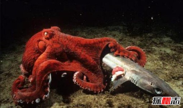 章魚(yú)會(huì)進(jìn)化出文明嗎,章魚(yú)將會(huì)建立自己的帝國(guó)