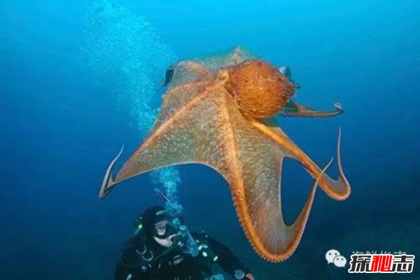 章魚(yú)會(huì)進(jìn)化出文明嗎,章魚(yú)將會(huì)建立自己的帝國(guó)