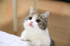 ʲô؈ķ(yng)ٶȿ?ҕXX X횶`