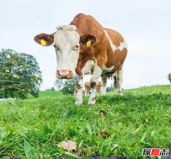 德國(guó)奶牛被穿上尿不濕,真相驚人!新規(guī)引起農(nóng)主不滿發(fā)起抗議