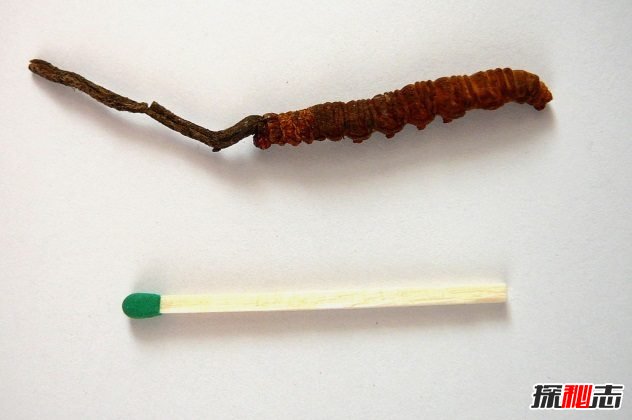 吃偉哥有生命危險(xiǎn)嗎?關(guān)于偉哥的十大恐怖故事