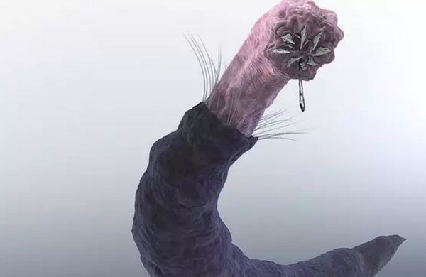 蒙古死亡之蟲:毒液可使人體腐爛,體長(zhǎng)達(dá)五米(圖片)