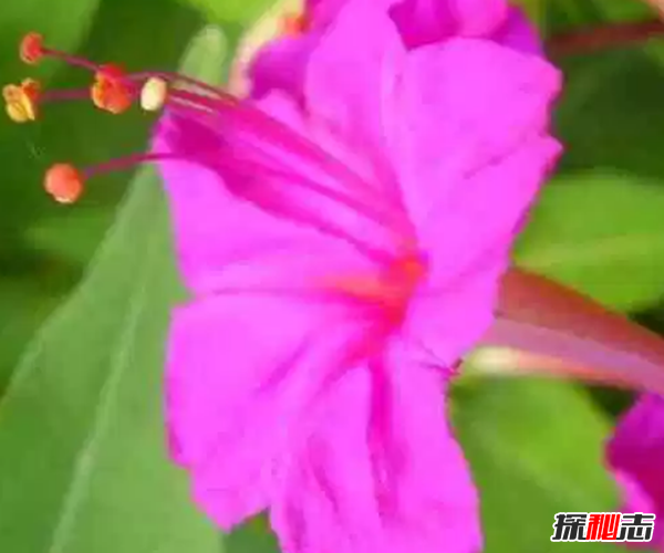 什么花在夜晚開放?十大只在夜間開放的花朵