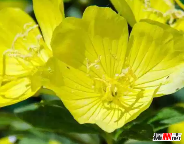 什么花在夜晚開放?十大只在夜間開放的花朵