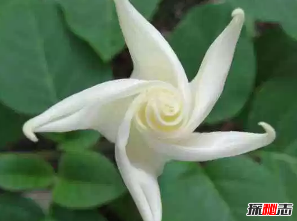 什么花在夜晚開放?十大只在夜間開放的花朵