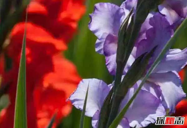 什么花在夜晚開放?十大只在夜間開放的花朵