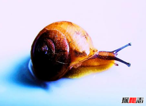 蝸牛是爬得最慢?盤(pán)點(diǎn)世界上十大最慢的動(dòng)物