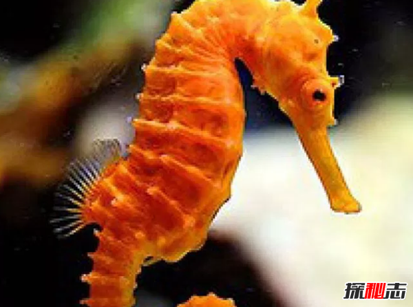 蝸牛是爬得最慢?盤(pán)點(diǎn)世界上十大最慢的動(dòng)物