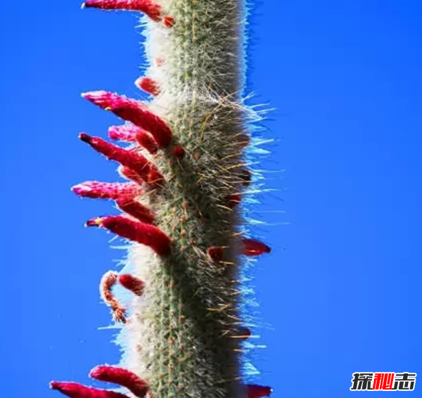 沙漠植物有哪些?盤點(diǎn)沙漠十大最耐旱的植物