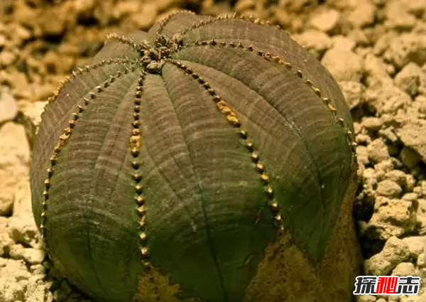 沙漠植物有哪些?盤點(diǎn)沙漠十大最耐旱的植物