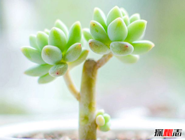 哪些植物具有神奇之處?大自然植物的十大奇特之處