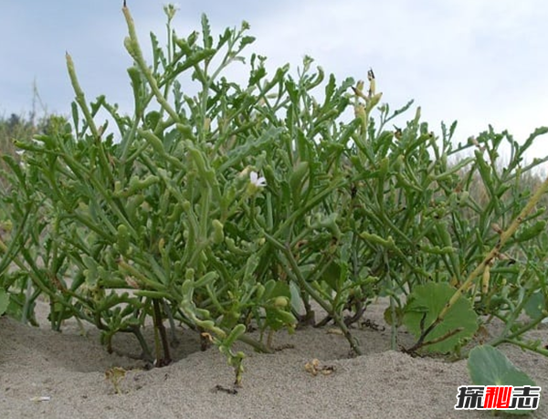 哪些植物具有神奇之處?大自然植物的十大奇特之處