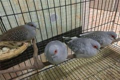 С ѩӣc˵ָLȲࣩ