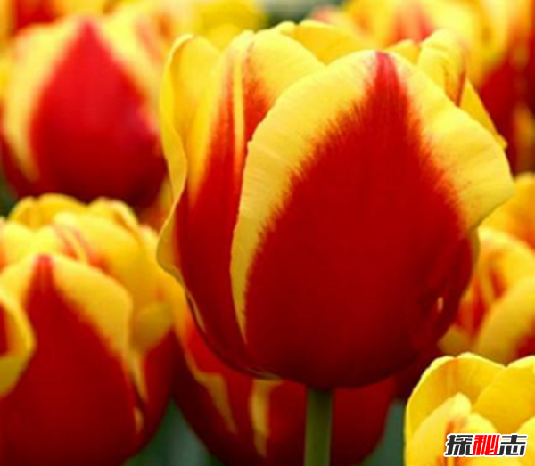 世界上十大最高貴神秘的花,你肯定都沒(méi)聽(tīng)說(shuō)過(guò)(附圖)