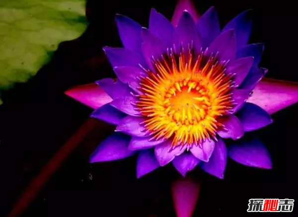 世界上十大最高貴神秘的花,你肯定都沒(méi)聽(tīng)說(shuō)過(guò)(附圖)