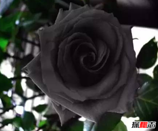 世界上十大最高貴神秘的花,你肯定都沒(méi)聽(tīng)說(shuō)過(guò)(附圖)