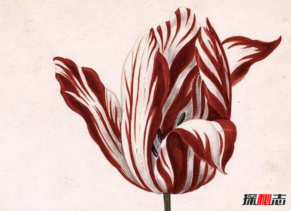 世界上十大最高貴神秘的花,你肯定都沒(méi)聽(tīng)說(shuō)過(guò)(附圖)