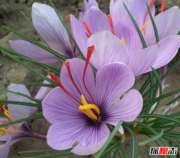 世界上十大最高貴神秘的花,你肯定都沒(méi)聽(tīng)說(shuō)過(guò)(附圖)
