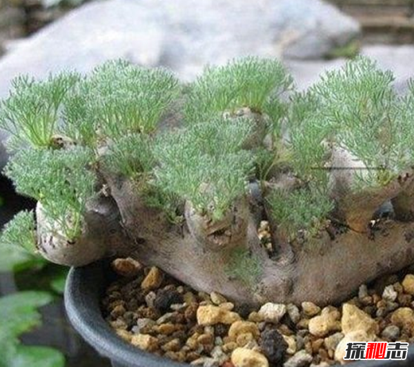 世界上十大最高貴神秘的花,你肯定都沒(méi)聽(tīng)說(shuō)過(guò)(附圖)